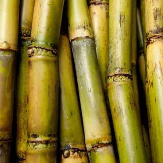 thumbnail for publication: Sugarcane